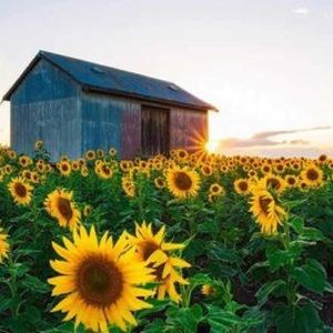 Meet your Posher, Cynthia